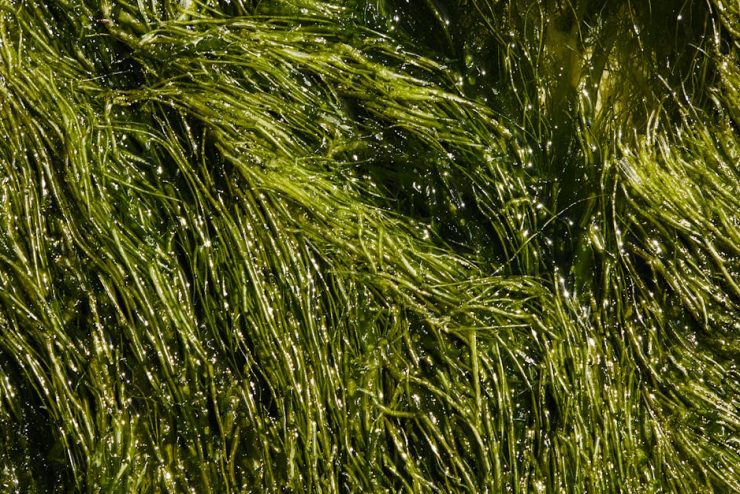 Żywe ściany algowe w domu – fotobioreaktor jako mebel, filtr powietrza i naturalna klimatyzacja